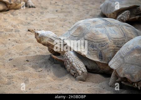 une grande tortue rampant sur le sable dans une volière Banque D'Images