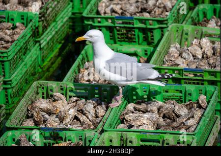 Mouette assise sur des boîtes olastiques remplies d'huîtres fraîches de creuse sur une ferme d'huîtres à Yerseke, Zeeland, pays-Bas Banque D'Images