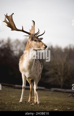 Cerf dans le champ vert Banque D'Images