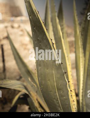 Cactus dans les paysages du désert de Jordanie Banque D'Images