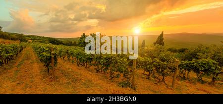 Large panorama de vignobles en terrasse dans la ville viticole de Montalcino, dans la campagne italienne et les apennines toscan-Emiliennes.Patrimoine viticole de l'Italie Banque D'Images