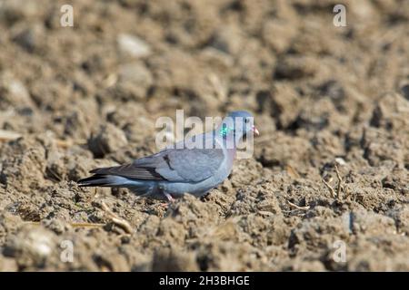 La colombe (Columba oenas) se nourrit dans le champ, cherchant à manger des semences sur les terres agricoles au printemps Banque D'Images