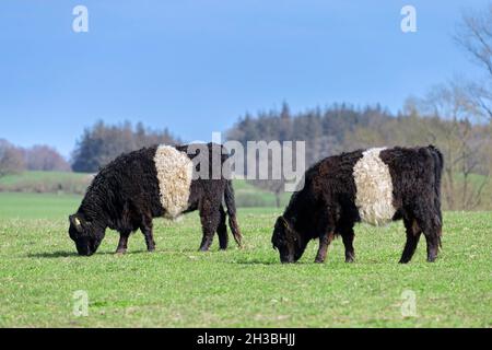 Deux Galloways à Belted, race écossaise traditionnelle de bovins de boucherie, vaches qui broutage dans les pâturages / champs Banque D'Images