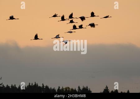 Groupe migrant de grues communes au lac Hornborga en Suède en octobre Banque D'Images