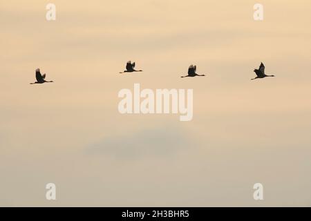 Groupe migrant de grues communes au lac Hornborga en Suède en octobre Banque D'Images