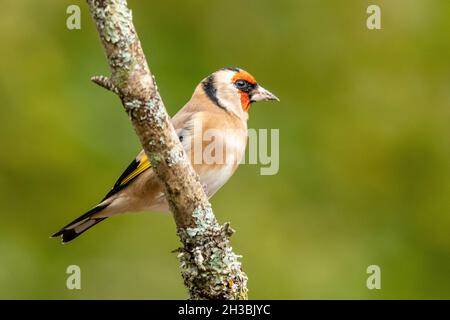 Goldfinch (Carduelis carduelis) perché dans un arbre, Royaume-Uni Banque D'Images