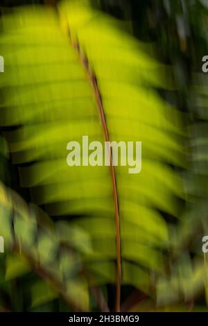 Sumac laisse dans le vent, automne, Portland, Oregon Banque D'Images