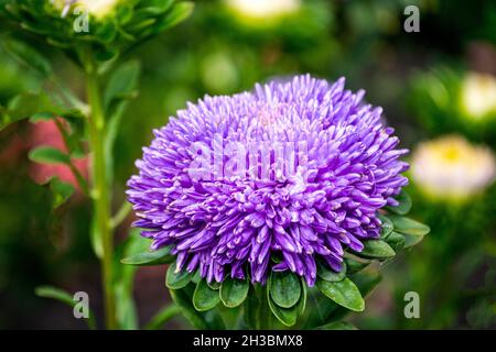 Double fleur violette dans le jardin sur le parterre à fleurs. Banque D'Images