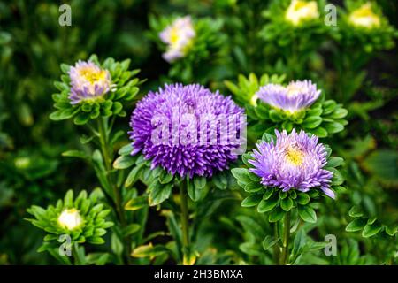 Double fleur violette dans le jardin sur le parterre à fleurs. Banque D'Images