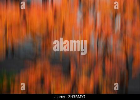 Sumac feuilles en automne, vent et mouvement, Banque D'Images
