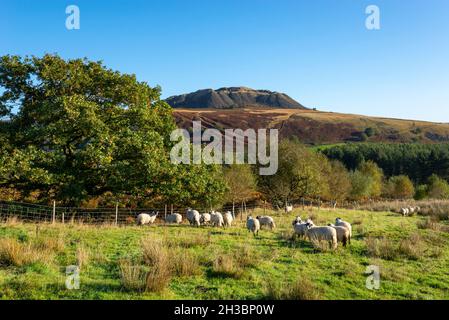 La grande carrière de Crowden, vue depuis la Pennine Way dans le Nord du Derbyshire, lors d'une journée d'automne ensoleillée. Banque D'Images