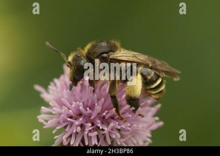Gros plan sur une abeille femelle jaune loosestrife, Macropolis europaea Banque D'Images