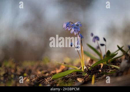 Cloches de bleuets fleuris dans leur environnement naturel au coucher du soleil, région de Voronezh, Russie Banque D'Images