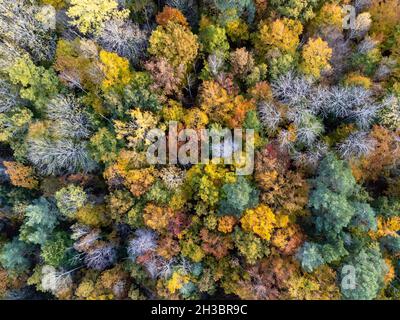 Photographie de drone, vue de haut en bas de la forêt dans les couleurs de l'automne. Banque D'Images
