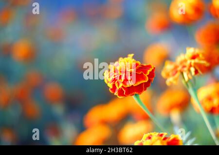 Orange Marigold Flower Bookeh photo à un jour ensoleillé Outdoorf Banque D'Images