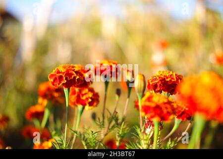 Orange Marigold Flower Bookeh photo à une journée ensoleillée en plein air Banque D'Images