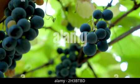 Un accent sur les raisins noirs Banque D'Images
