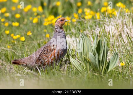 Perdix (Perdix perdix), vue latérale d'un homme adulte debout dans l'herbe, Abruzzes, Italie Banque D'Images