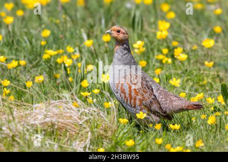 Perdix (Perdix perdix), vue latérale d'un homme adulte debout dans l'herbe, Abruzzes, Italie Banque D'Images