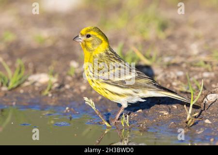 Serin européen (Serinus serinus), vue latérale d'un homme adulte debout au sol, Abruzzes, Italie Banque D'Images