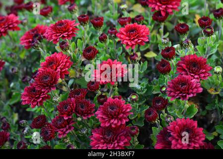 Automne rouge bordeaux chrysanthème fleurs vivaces gros plan à l'extérieur. Banque D'Images