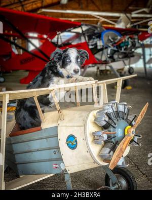Border Collie chiot assis à l'intérieur de l'avion jouet, Massey, MD Banque D'Images