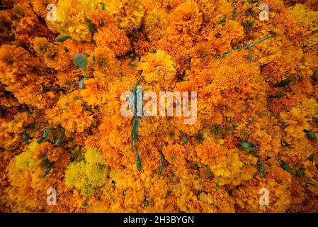 27 octobre 2021 : les vendeurs du marché de la ville de Xalapa préparent la vente des fleurs marigmées traditionnelles, des bonbons et des crânes en chocolat pour la préparation des autels des morts.Cette tradition est célébrée au Mexique et dans certains pays de Centroamerica du 28 octobre au 2 novembre.(Credit image: © Hector Adolfo Quintanar Perez/ZUMA Press Wire) Banque D'Images