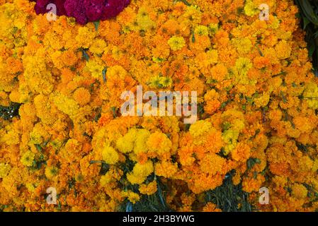 27 octobre 2021 : les vendeurs du marché de la ville de Xalapa préparent la vente des fleurs marigmées traditionnelles, des bonbons et des crânes en chocolat pour la préparation des autels des morts.Cette tradition est célébrée au Mexique et dans certains pays de Centroamerica du 28 octobre au 2 novembre.(Credit image: © Hector Adolfo Quintanar Perez/ZUMA Press Wire) Banque D'Images