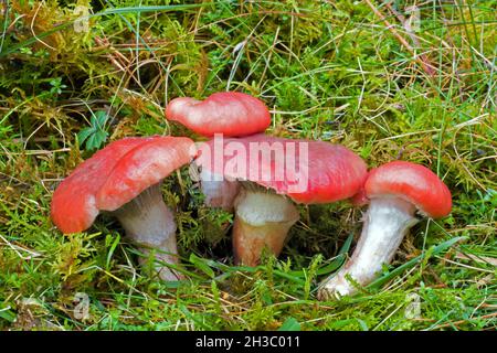 Le Gomphidius roseus (pic-cape rosé) se trouve dans les forêts de pins, toujours près du champignon apparenté Suillus bovinus sur lequel il semble parasite. Banque D'Images