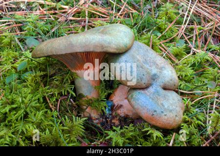 Le Lactarius deterrimus (fausse laque de safran) est commun dans les forêts de conifères et est principalement distribué en Europe, mais aussi dans certaines parties de l'Asie. Banque D'Images