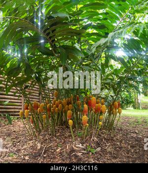 Awapuhi Kwokn en tant que Ginger amer, Ginger Shampooing et Ginger Pinecone (Zingiber zerumbet) dans un immense jardin à Medellin, en Colombie Banque D'Images