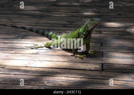 Vert Iguana (Iguana Iguana) Grand lézard herbivore se dresse sur un quai en bois dans le jardin botanique de Medellin, en Colombie Banque D'Images