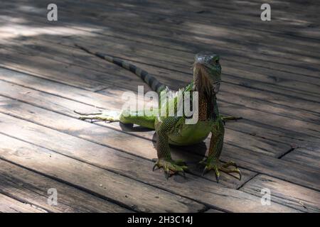 Vert Iguana (Iguana Iguana) Grand lézard herbivore se dresse sur un quai en bois dans le jardin botanique de Medellin, en Colombie Banque D'Images