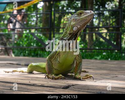 Vert Iguana (Iguana Iguana) Grand lézard herbivore se dresse sur un quai en bois dans le jardin botanique de Medellin, en Colombie Banque D'Images