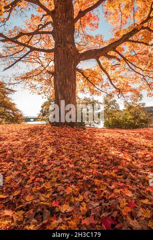 Arbres jaunes entourés de feuilles pendant la saison d'automne avec feuillage d'automne dans le Massachusetts en octobre Banque D'Images