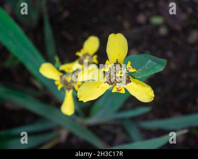 Martinique Trimezia connu sous le nom d'Iris jaune de marche et drapeau jaune de forenoon (Trimezia martiniciensis) est dans le jardin en un jour nuageux Banque D'Images