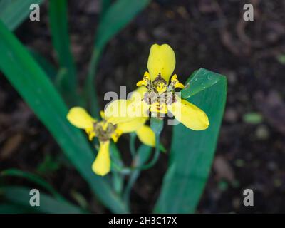 Martinique Trimezia connu sous le nom d'Iris jaune de marche et drapeau jaune de forenoon (Trimezia martiniciensis) est dans le jardin en un jour nuageux Banque D'Images