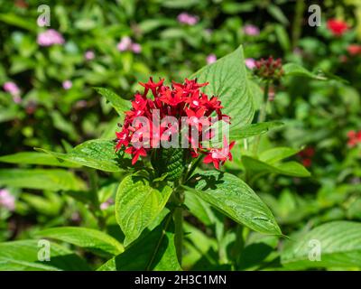 Pentas lanceolata, communément connu sous le nom de Egyptian Starcluster, Bunch de petite usine de fleurs rouges à Medellín, Colombie Banque D'Images