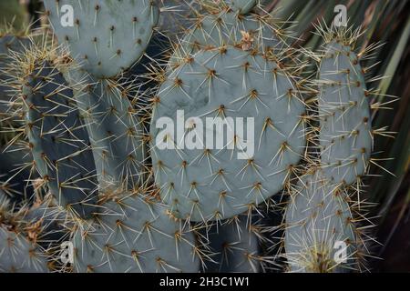 Gros plan de l'usine de cactus Opuntia robusta. Banque D'Images