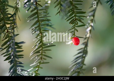 Détail des fruits rouges de l'if (Taxus baccata) entre les lumières et les ombres Banque D'Images