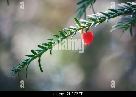 Détail des fruits rouges de l'if (Taxus baccata) entre les lumières et les ombres Banque D'Images