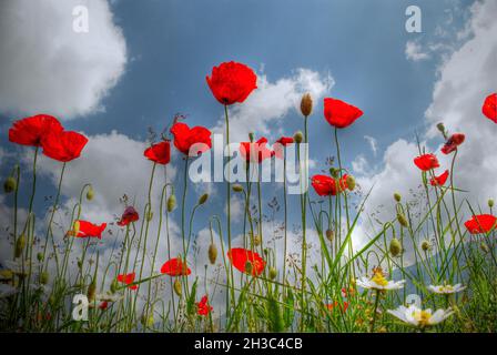 Des coquelicots rouges qui se démarquent du ciel Banque D'Images