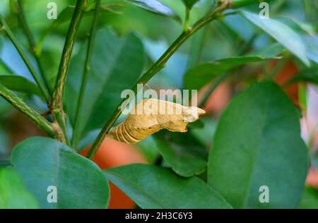 Un papillon de lime Pupa suspendu sous la branche de l'arbre de lime Banque D'Images