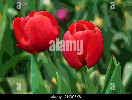 Illustration d'une paire de tulipes rouges dans le jardin Banque D'Images