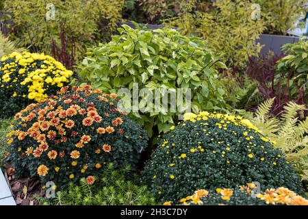 Plantes de chrysanthème blanc, rose, rouge ou jaune dans un fleuriste. Arbustes de chrysanthèmes bordeaux jardin ou parc extérieur. Fleur de chrysanthème avec le Banque D'Images