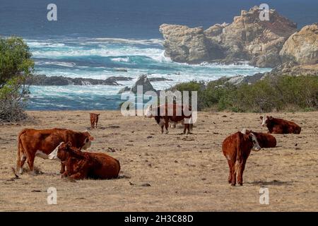 Bovins de boucherie pageant le long de la falaise pris de l'autoroute de la côte du Pacifique dans le comté de Big sur Monterey, Californie, États-Unis Banque D'Images