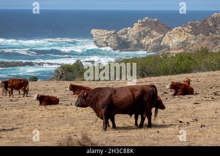 Bovins de boucherie pageant le long de la falaise pris de l'autoroute de la côte du Pacifique dans le comté de Big sur Monterey, Californie, États-Unis Banque D'Images