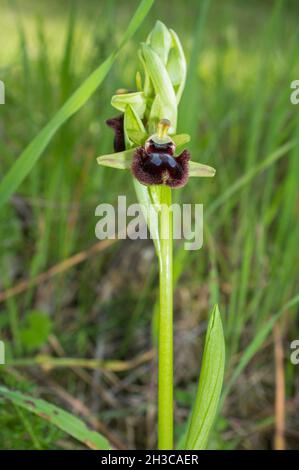 Belle orchidée sauvage rare Ophrys sphègodes également connu sous le nom d'araignée-orchidée précoce.Valverde de Leganes, Extremadura, Espagne Banque D'Images