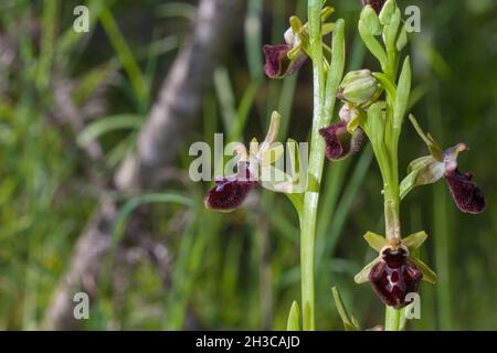 Belle orchidée sauvage rare Ophrys sphègodes également connu sous le nom d'araignée-orchidée précoce.Valverde de Leganes, Extremadura, Espagne Banque D'Images