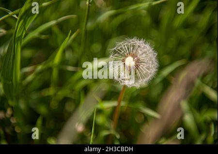 Taraxacum, tête de semis de pissenlit dans l'herbe verte Banque D'Images